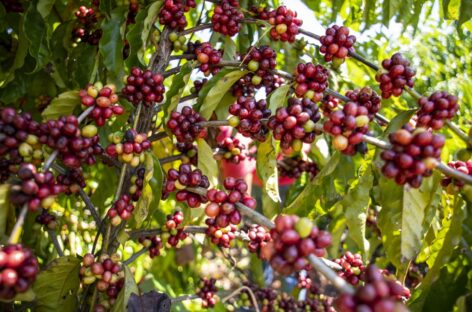 Com apoio da Prefeitura de Porto Velho, produtor de café de Rio Pardo amplia produção