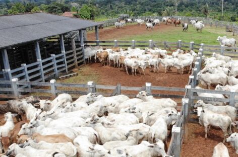 Rondônia é destaque nacional com maior rebanho bovino dentro das áreas livres de aftosa sem vacinação